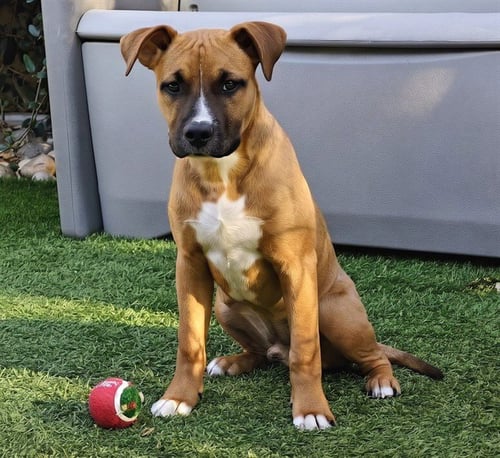 ARCHIE - Pit Bull Terrier / Boxer available for adoption