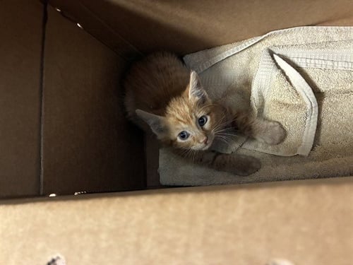 GOOSE - Domestic Short Hair available for adoption