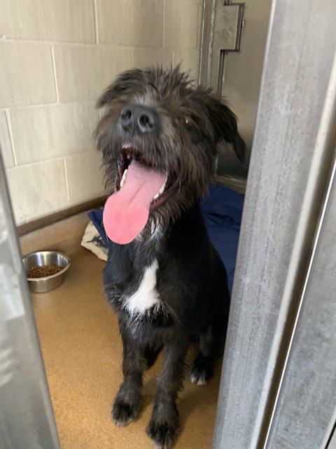 ONYX - Giant Schnauzer available for adoption