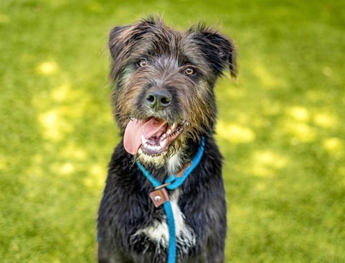 ONYX - Giant Schnauzer available for adoption