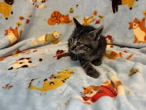 ADVENTURINE - Domestic Short Hair available for adoption