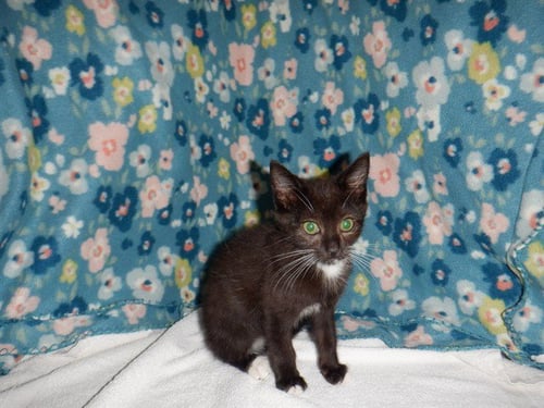 MICHAEL - Domestic Short Hair available for adoption