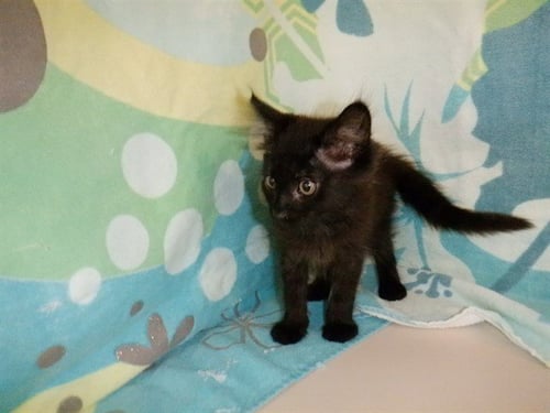 MATER - Domestic Short Hair available for adoption