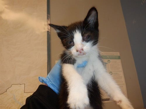 TRADER JOES - Domestic Short Hair available for adoption