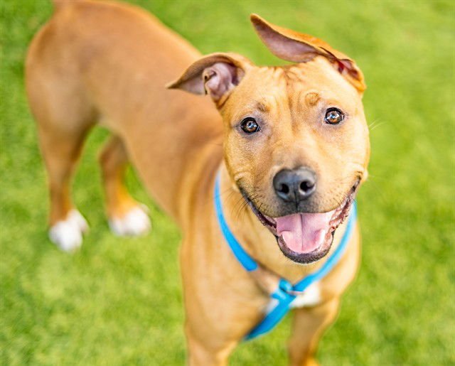 TOFFEE - Pit Bull Terrier available for adoption