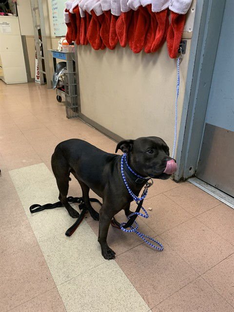 LUCIOUS - American Pit Bull Terrier available for adoption