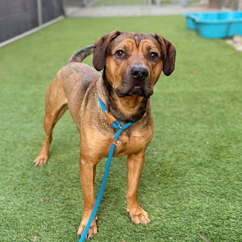 BRUTUS - Pit Bull Terrier available for adoption