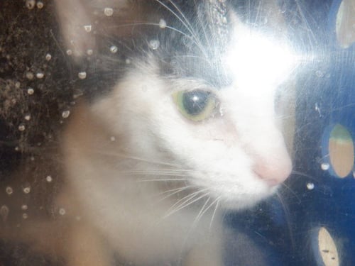 BABY - Domestic Short Hair available for adoption