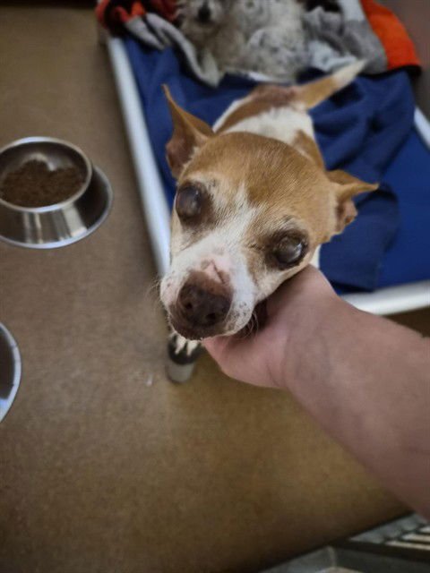 ROSIE - Chihuahua available for adoption