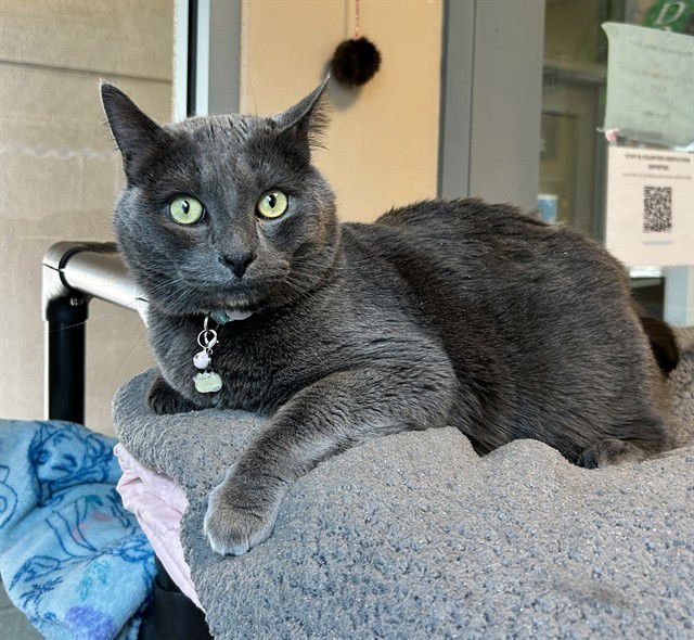 BLUE - Domestic Short Hair available for adoption