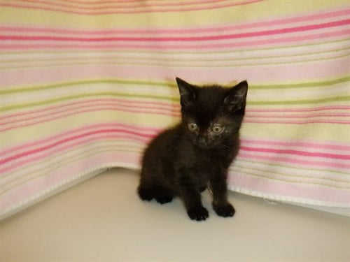 CERSI - Domestic Short Hair available for adoption
