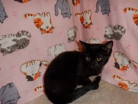 PANTHER - Photo 1