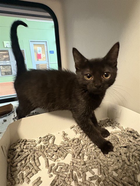 CERSI - Domestic Short Hair available for adoption