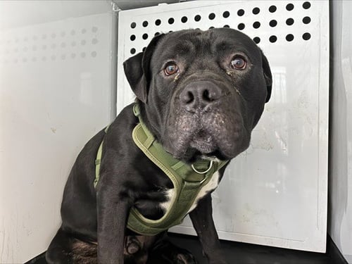 BABY BOY - Pit Bull Terrier available for adoption