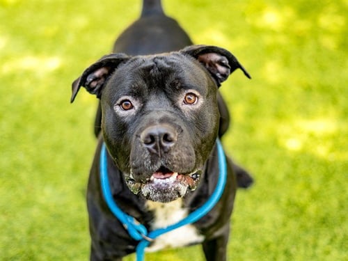 ROCKET - Pit Bull Terrier available for adoption