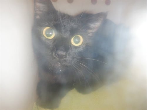 A1407002 - Domestic Short Hair available for adoption