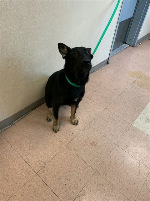 A1403072 - German Shepherd Dog available for adoption
