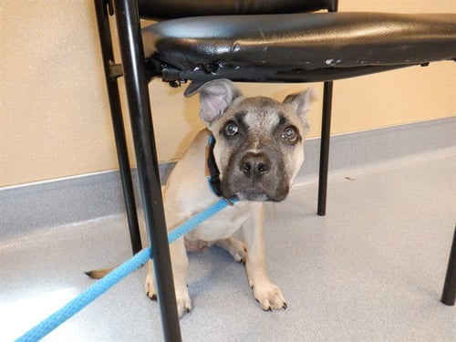KENAI - Pit Bull Terrier available for adoption