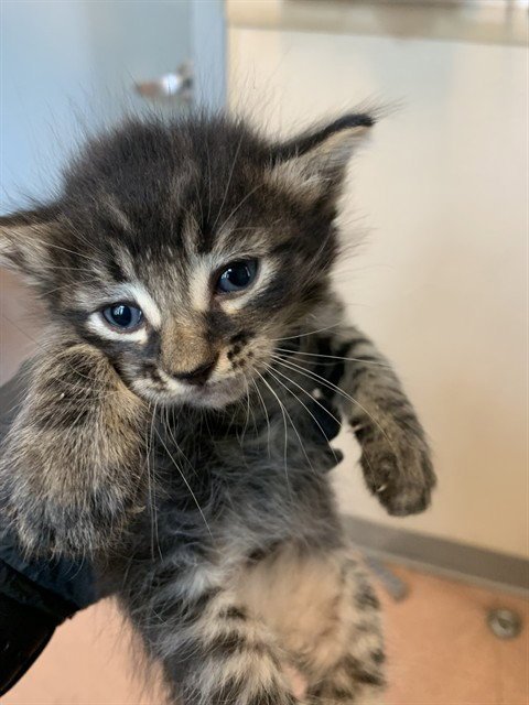 CONRAD - Domestic Short Hair available for adoption