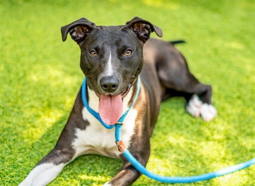 POSSUM - Labrador Retriever / Pit Bull Terrier available for adoption