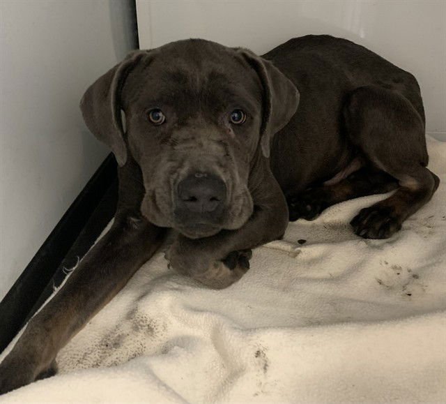 YOGI - Cane Corso Mastiff available for adoption