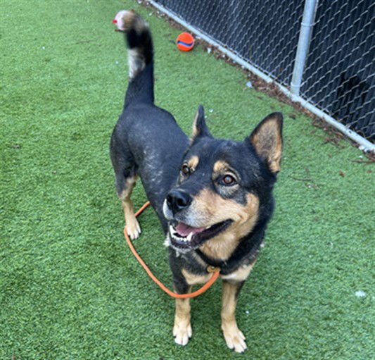 MOOSE - German Shepherd Dog / Rottweiler available for adoption