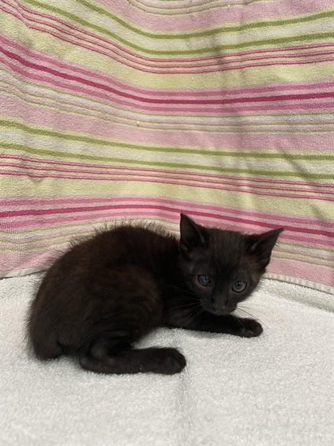LUPITA Image