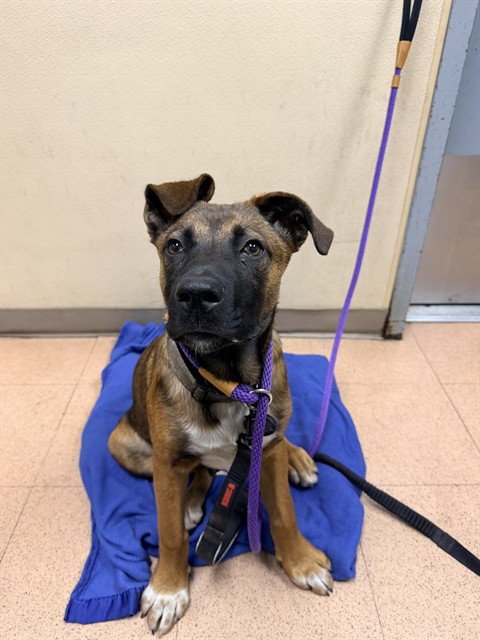 ROMA - Belgian Shepherd Malinois available for adoption