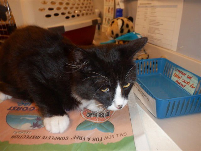 CHUCKY - Domestic Short Hair available for adoption