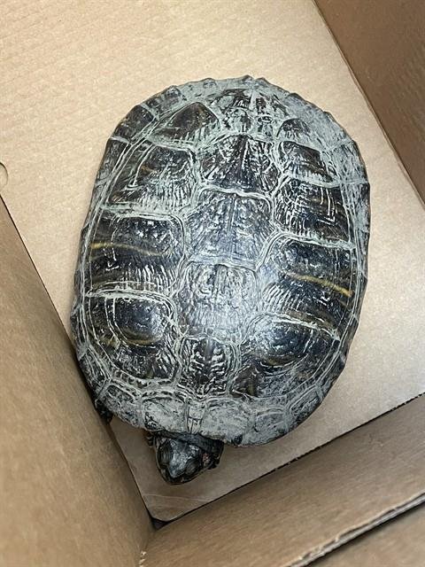 A1403135 - Turtle available for adoption