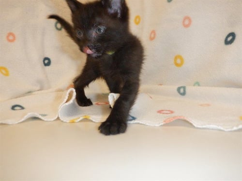 A1413924 - Domestic Short Hair available for adoption