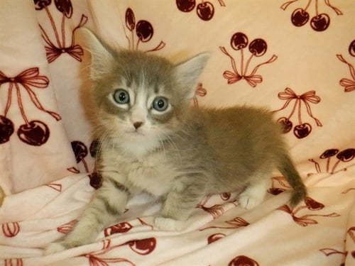 MILKSHAKE - Domestic Short Hair available for adoption