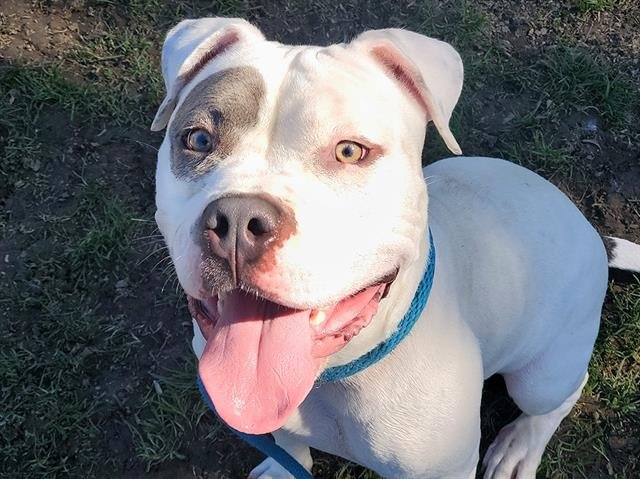 PIEROGI - Pit Bull Terrier available for adoption