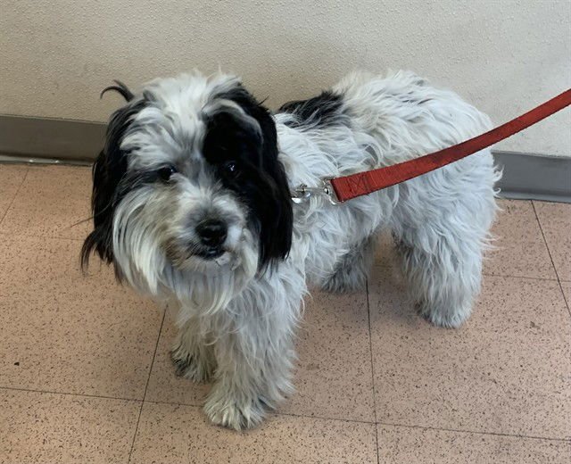 DANIEL - Shih Tzu available for adoption