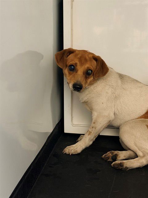 LILY - Chihuahua available for adoption