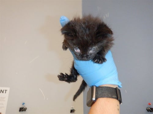 CHARCOL - Domestic Short Hair available for adoption