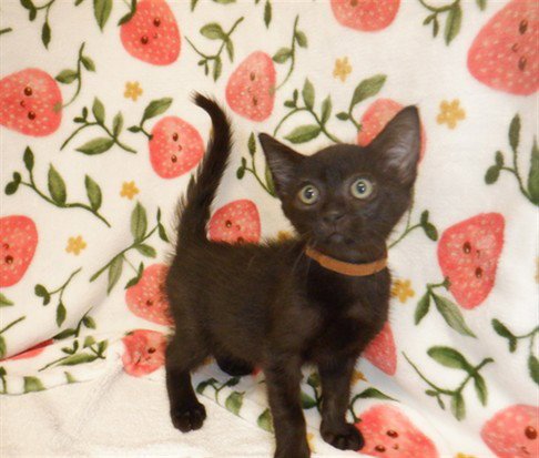 LENNY - Domestic Short Hair available for adoption