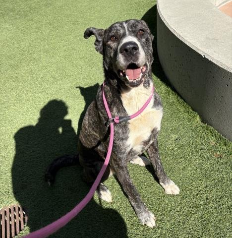 WOLFITA - Anatolian Shepherd available for adoption