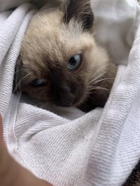 MAPLE - Photo 1