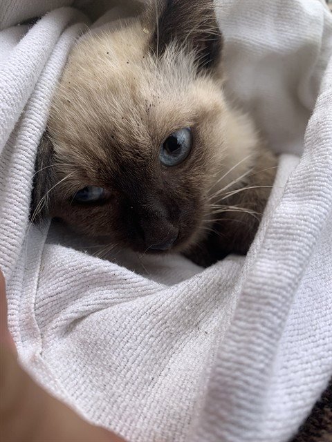 MAPLE - Domestic Short Hair available for adoption
