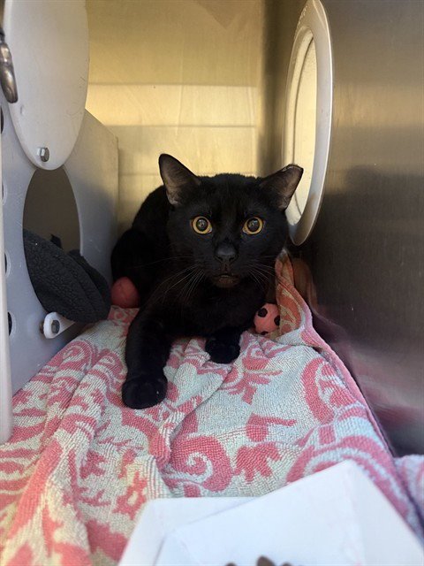 NIGHTSHADE - Domestic Short Hair available for adoption