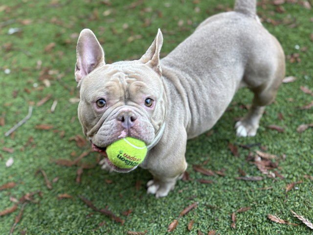 BAMBI - French Bulldog available for adoption
