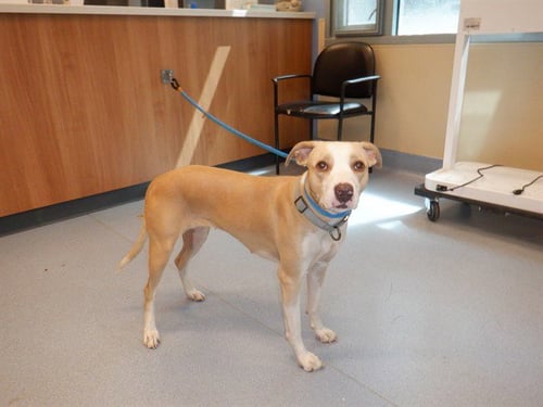 LADY BARKINGTON - Pit Bull Terrier available for adoption