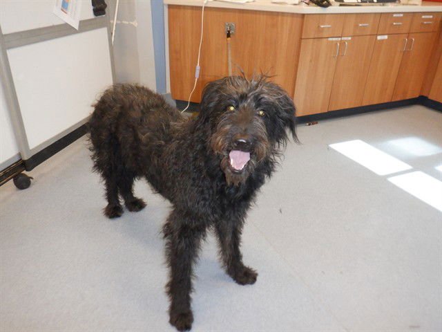 KIKI - Poodle (Standard) available for adoption