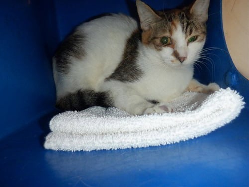 HEART - Domestic Short Hair for adoption in San Jose