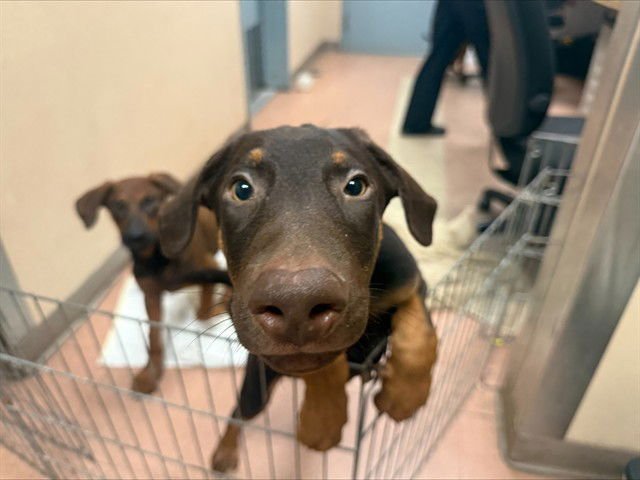 TOFFEE - Doberman Pinscher / German Shepherd Dog available for adoption