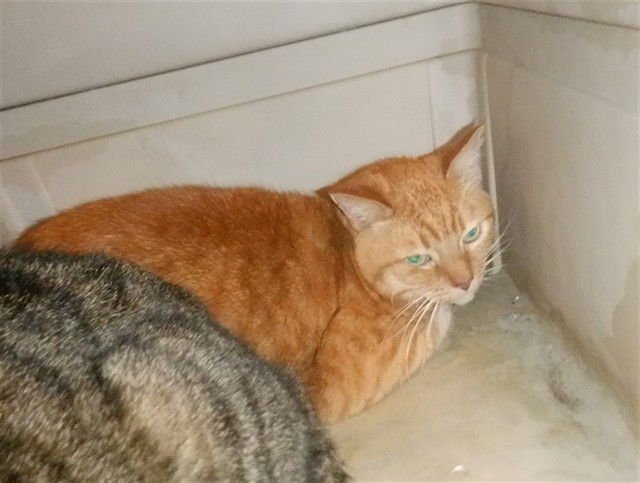 NALA - Domestic Short Hair available for adoption