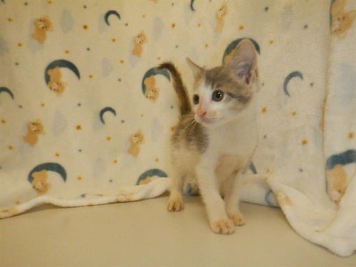A1410807 - Domestic Short Hair available for adoption