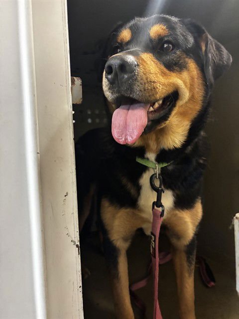BLAZE - Rottweiler available for adoption