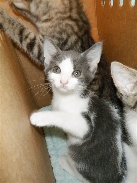 LOUIE - Domestic Short Hair available for adoption